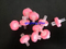 0,2UM 0,45UM Color Ring PTFE / PVDF / Nylon Sylon Filtre pour la filtration de laboratoire