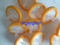 Diamètre 33 mm 0,22U