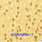 Membrane polyester / membrane en polycarbonate (PC et membranes pour animaux de compagnie)